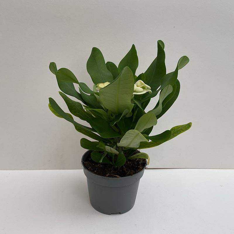 Euphorbia Milii (Dikenlerin Tacı) Beyaz 