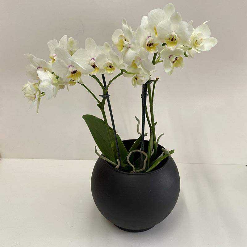 Beyaz Midi Orkide