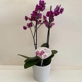 Bordo Midi Orkide